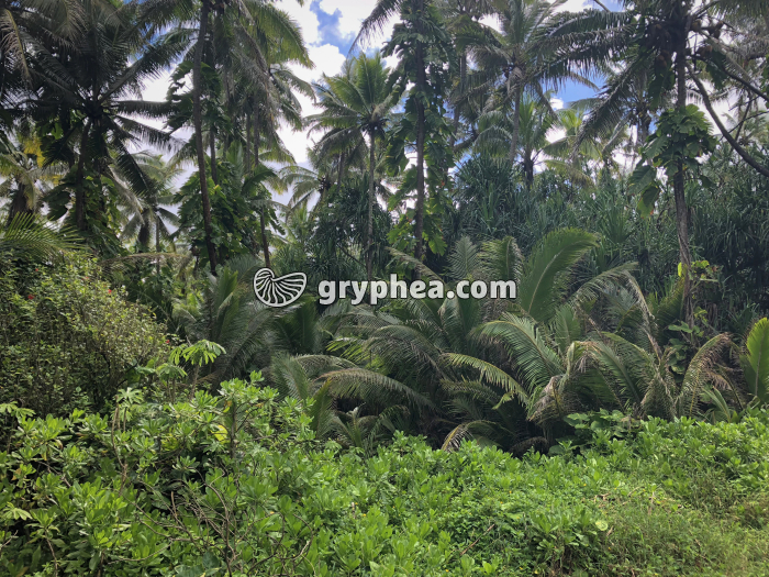 Forêt tropicale - gryphea.org